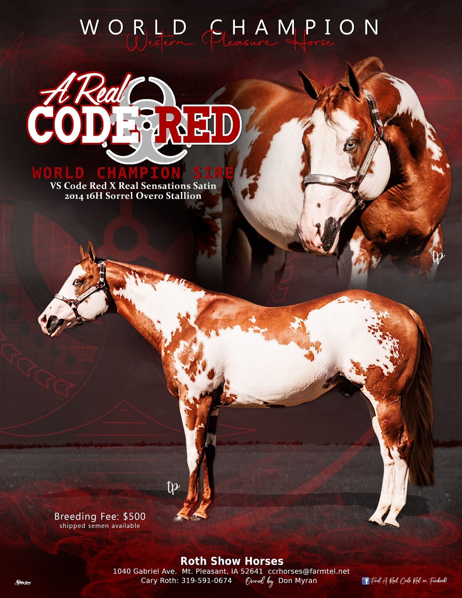 A Real Code Red - Wester Quarter Horse Stallion